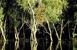 mangroves